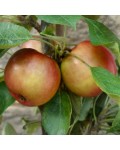 Яблуня Вікторія колоновидна дозрівання яблук